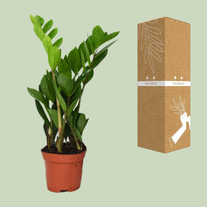 Zamioculcas Zamiifolia - Ø12cm - ↕40cm - Vivaflorique