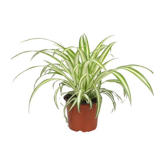 Chlorophytum Ø12cm - ↕12cm - Vivaflorique