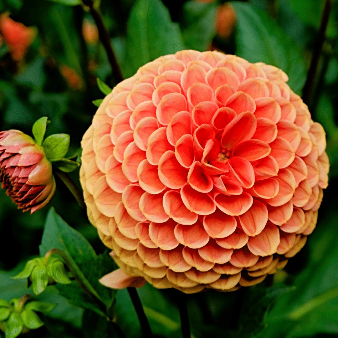 Dahlia mix - Pompon Splash | 24 stuks - Vivaflorique