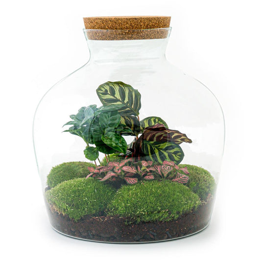 DIY terrarium - Fat Joe Coffea - ↕ 30 cm - Vivaflorique