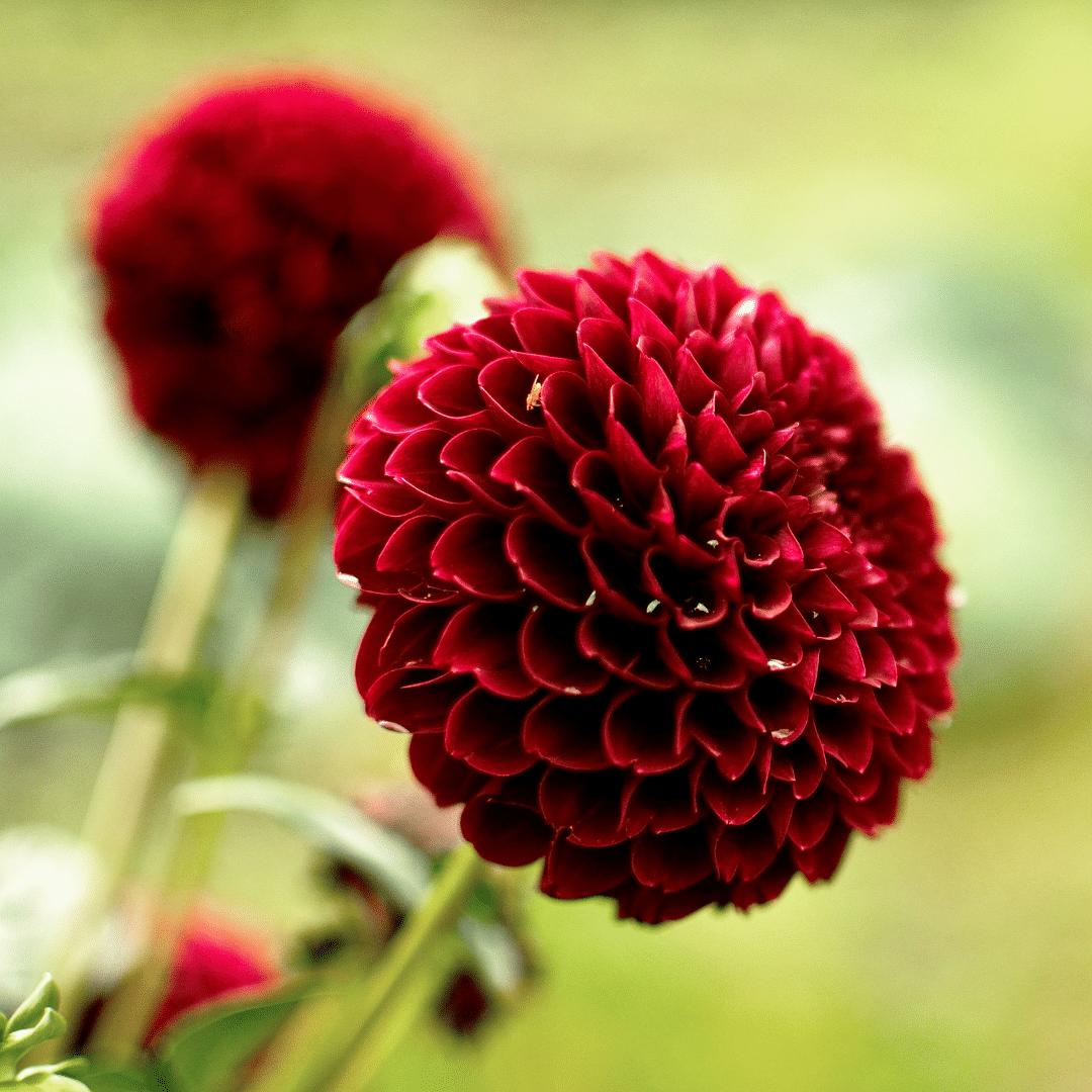 Dahlia mix - Gerard's darlings | 24 stuks - Vivaflorique