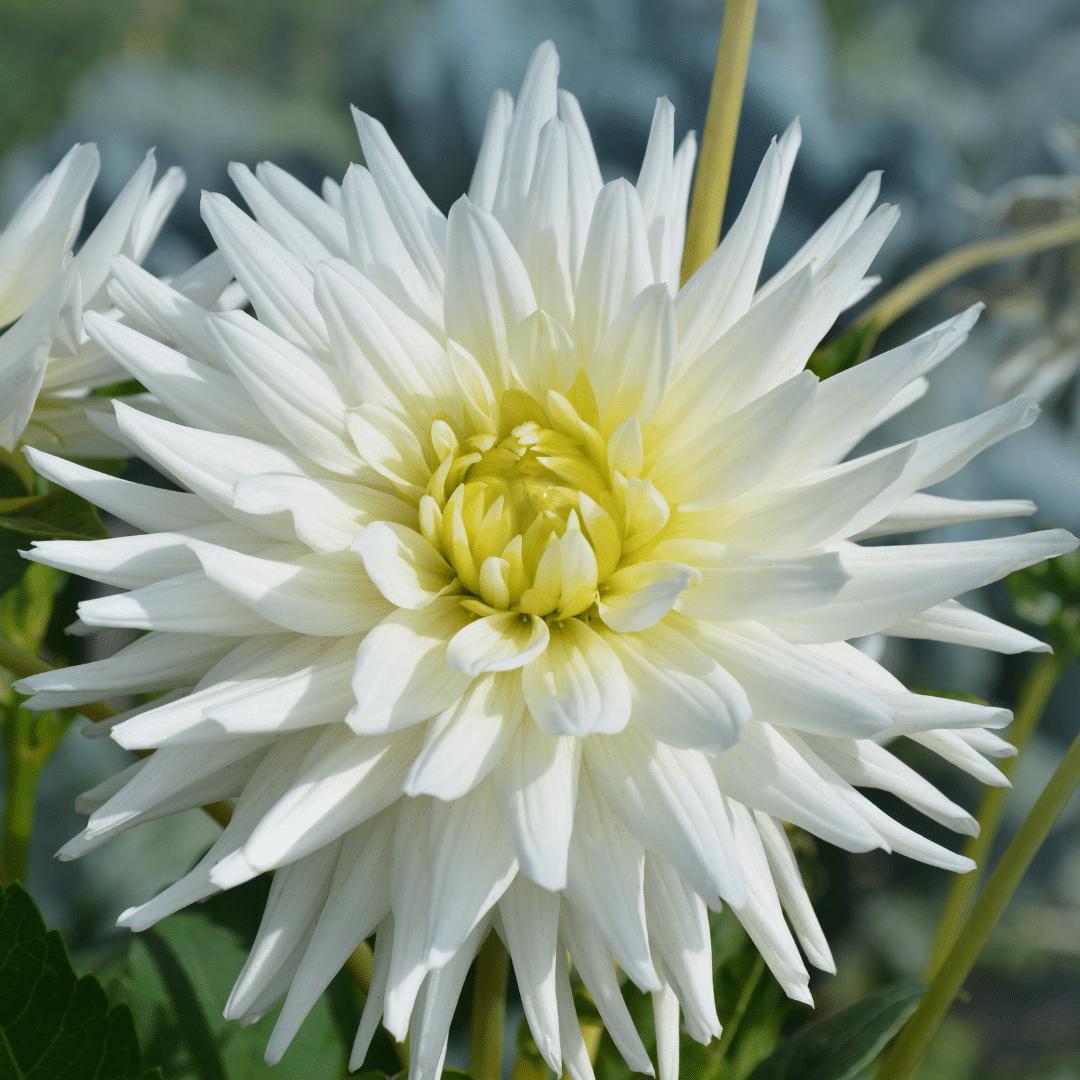 Dahlia Playa Blanca | 1 stuks - Vivaflorique