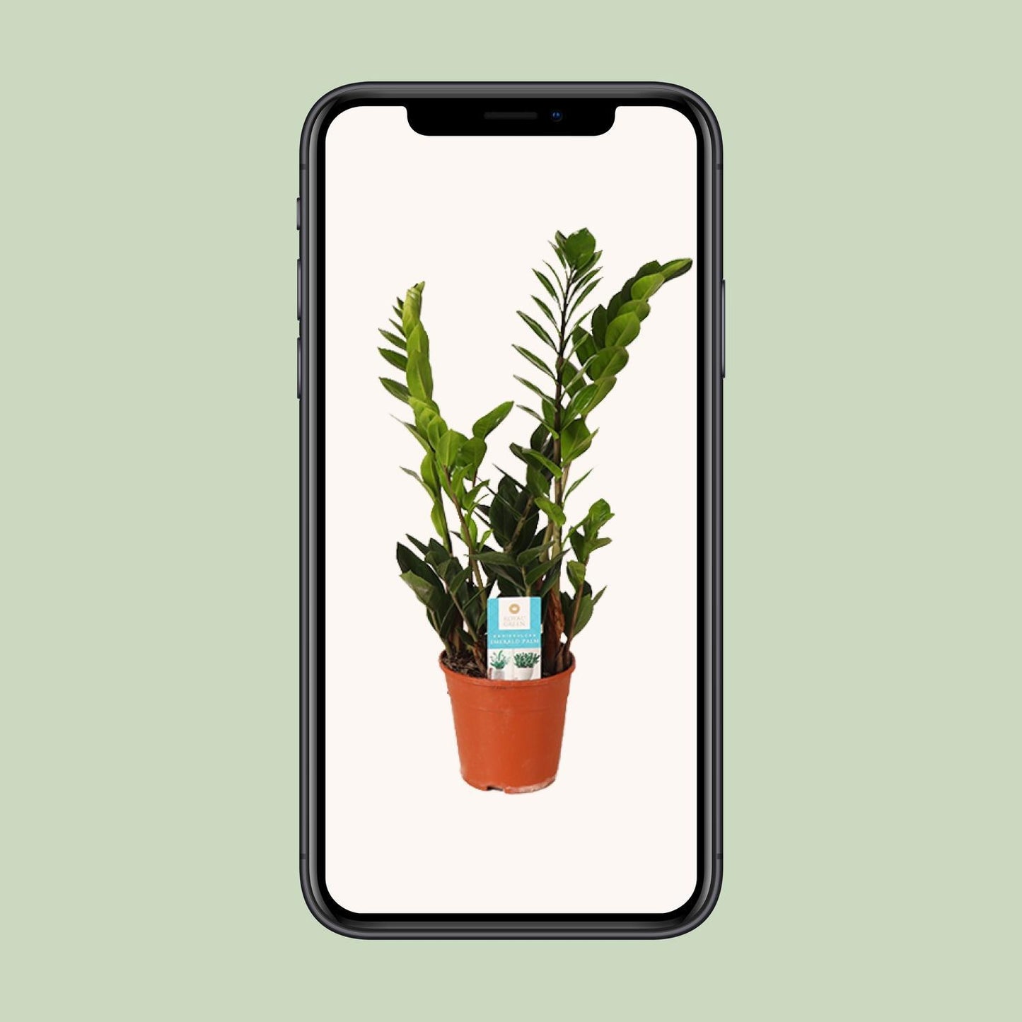 Zamioculcas Zamiifolia - Ø14cm - ↕45cm - Vivaflorique