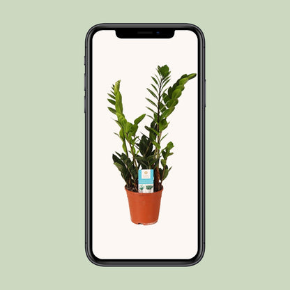 Zamioculcas Zamiifolia - Ø14cm - ↕45cm - Vivaflorique