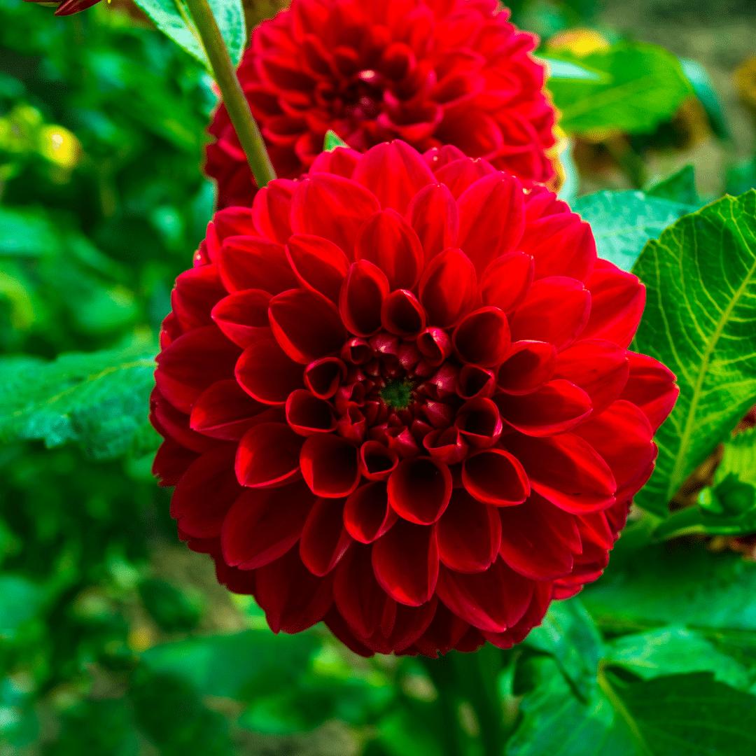 Dahlia mix - Dahlia Heatwave | 12 stuks - Vivaflorique