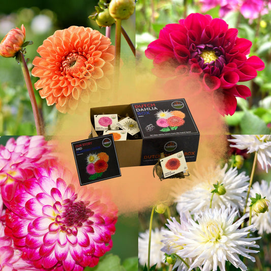 Dahlia mix - Luxe Box Medium | 4 stuks - Vivaflorique