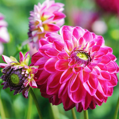 Dahlia mix - Pompon Splash | 12 stuks - Vivaflorique