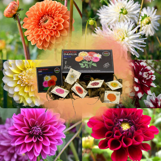 Dahlia mix - Luxe Box Large | 6 stuks - Vivaflorique