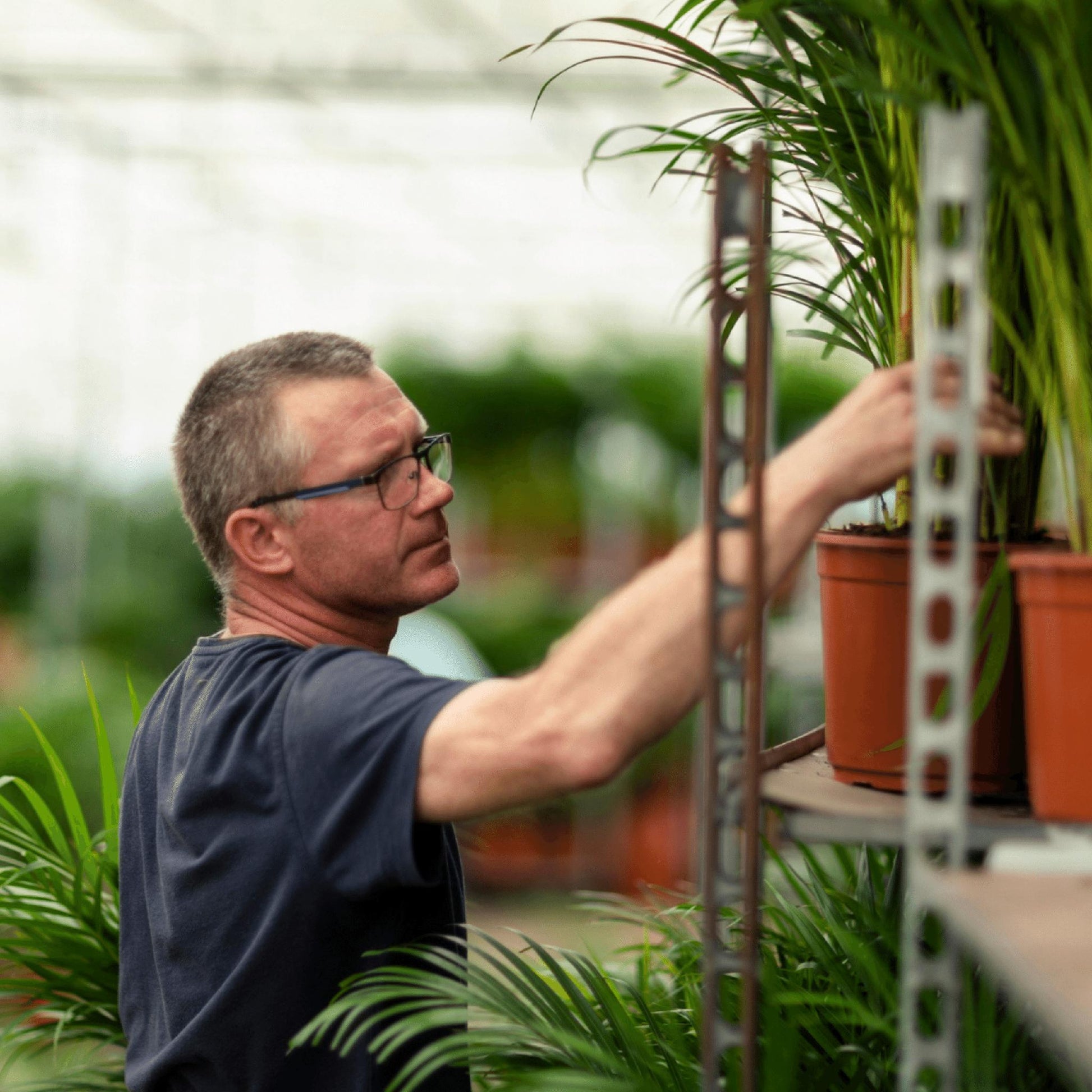 Areca palm - Vivaflorique