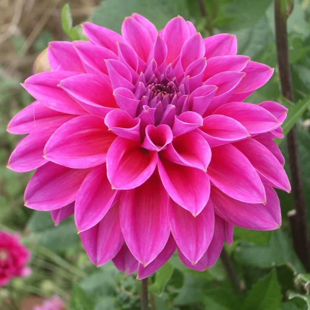 Dahlia mix - Gerard's darlings | 12 stuks - Vivaflorique