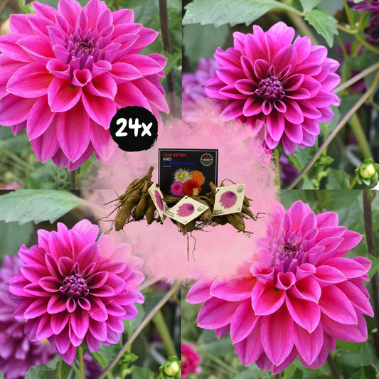 Dahlia mix - Dahlia Bleu Bell | 24 stuks - Vivaflorique