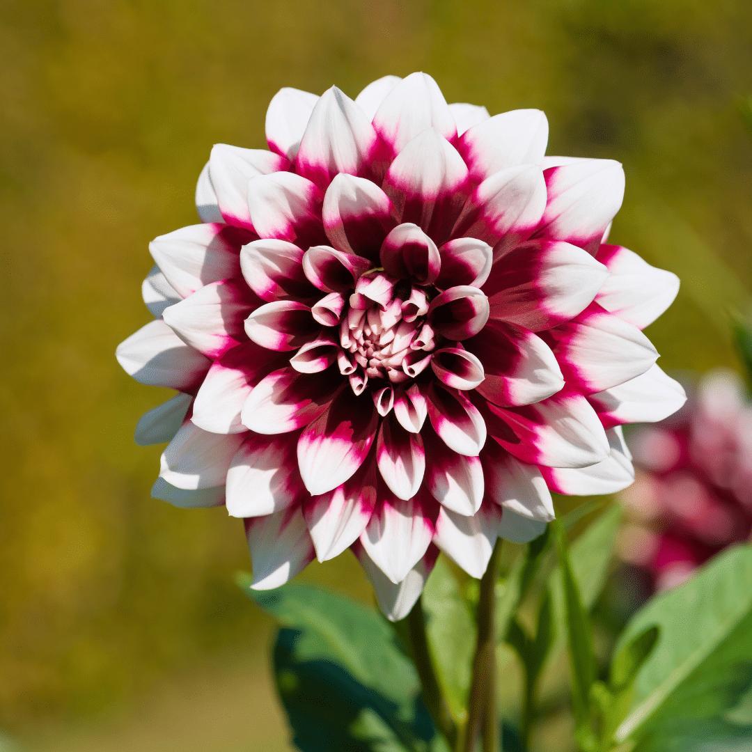 Dahlia mix - Dahlia Mystery Day | 12 stuks - Vivaflorique