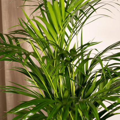 Areca palm - Vivaflorique