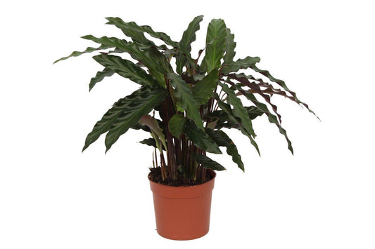 Calathea Elgergrass - Vivaflorique