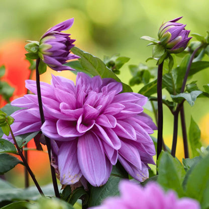 Dahlia mix - Dahlia Bleu Bell | 12 stuks - Vivaflorique