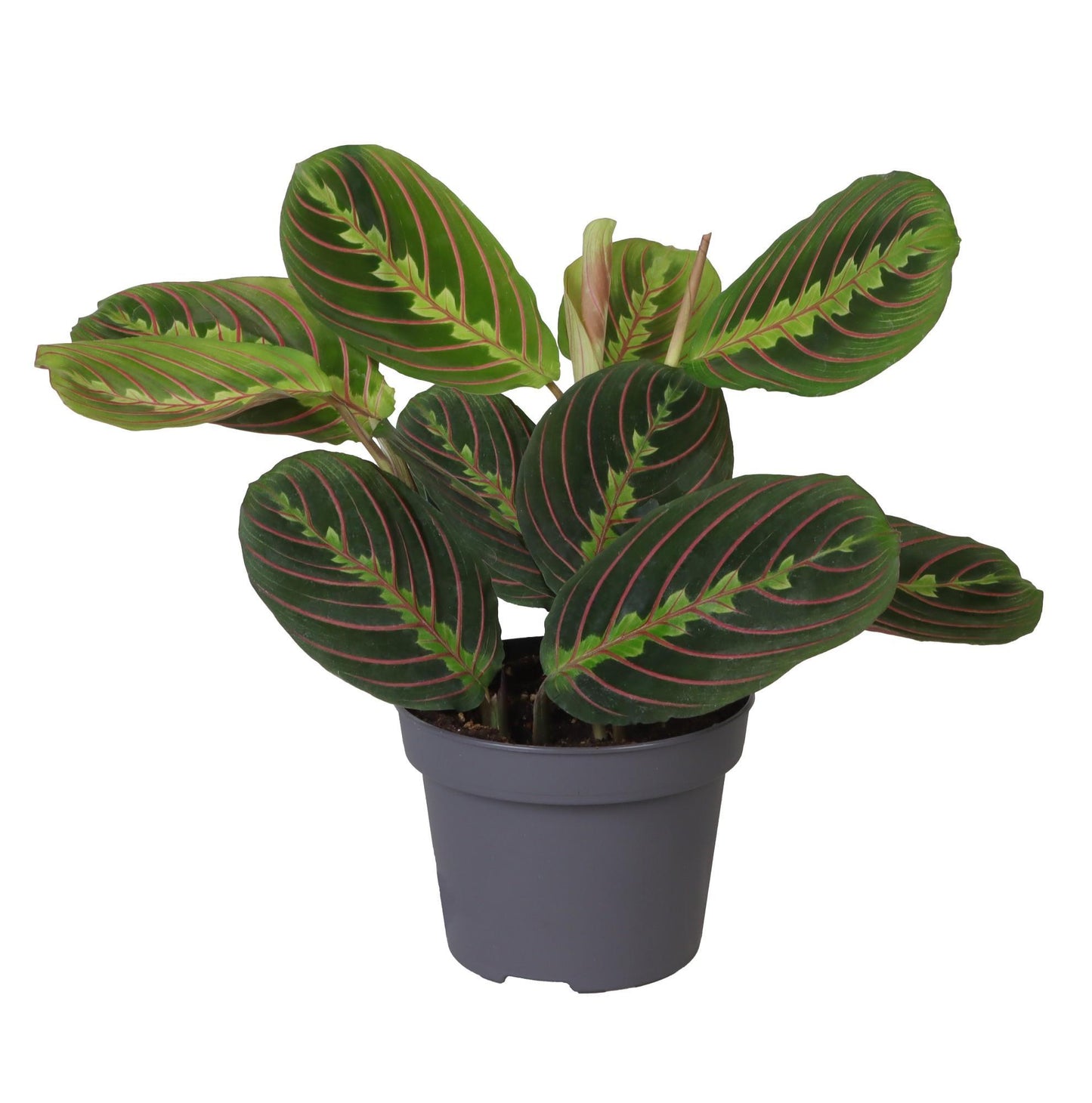 Calathea Leuconeura Red Stripe 12 Cm - Ø12cm - ↕25cm - Vivaflorique