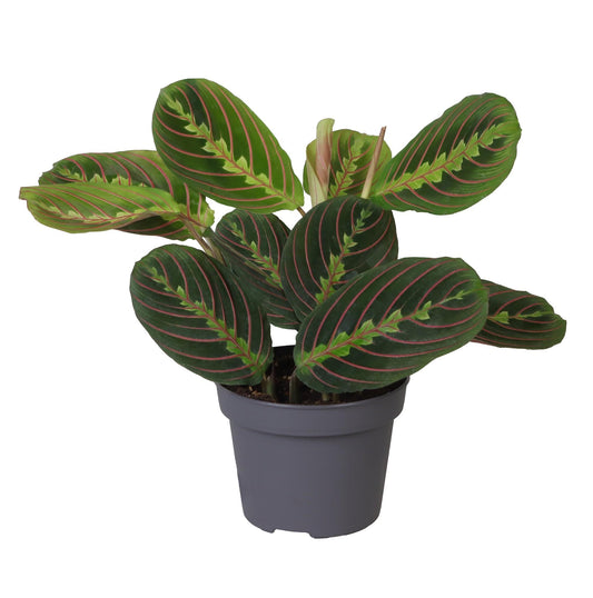 Calathea Leuconeura Red Stripe 12 Cm - Ø12cm - ↕25cm - Vivaflorique