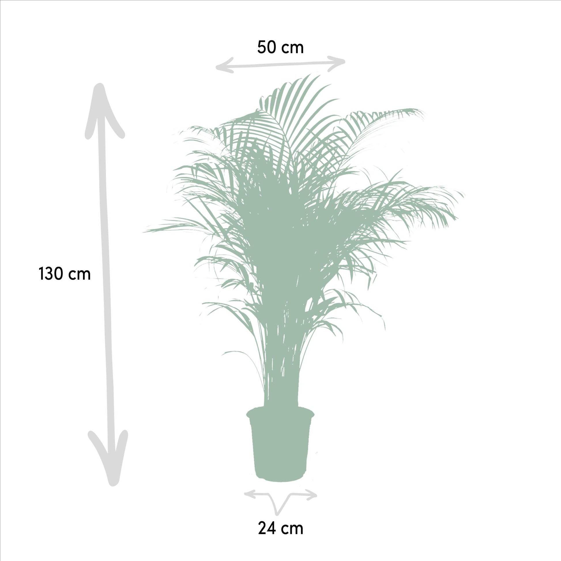 Areca palm - Vivaflorique