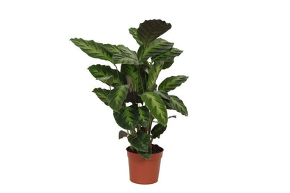 Calathea Misto - 40 cm - Ø12cm - Vivaflorique