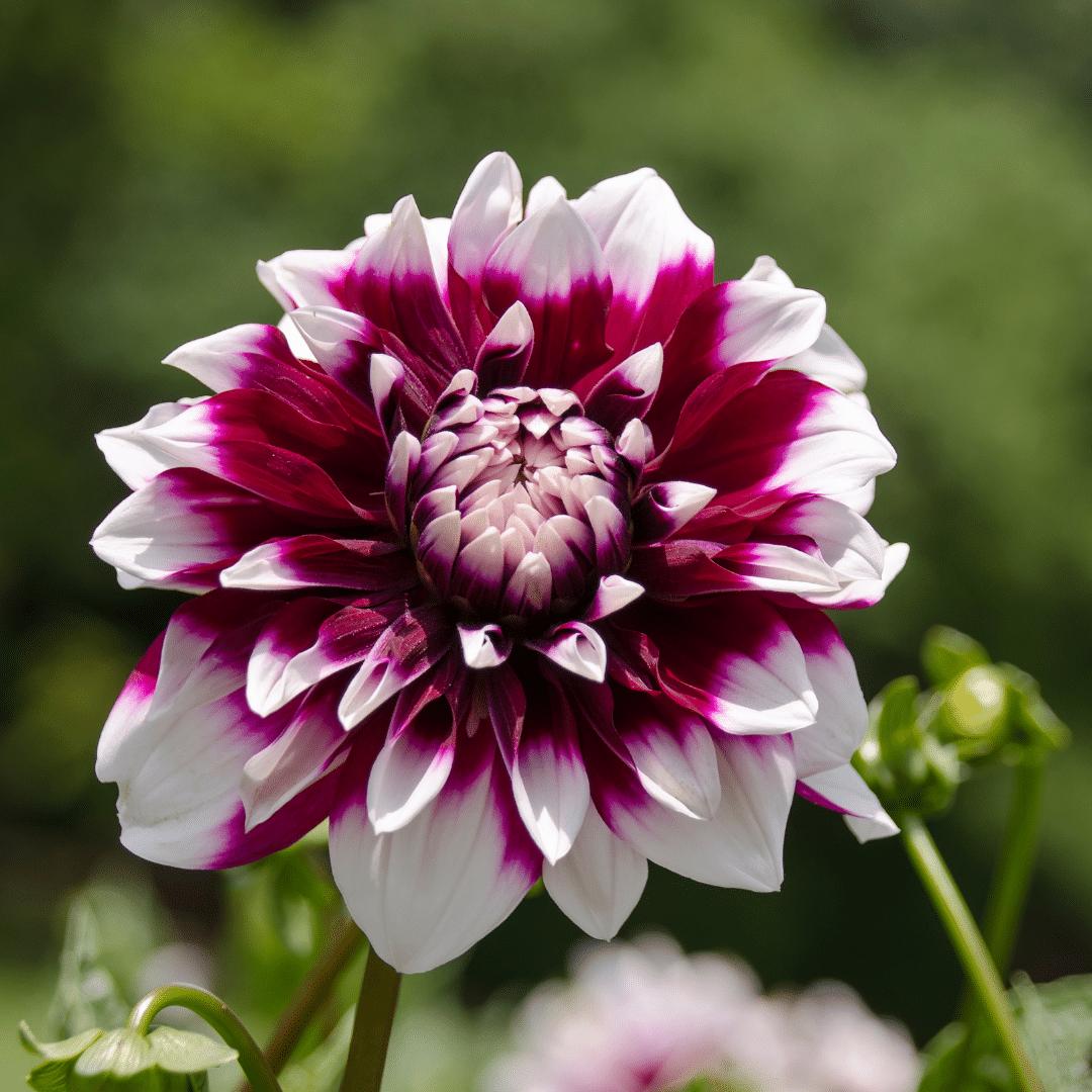 Dahlia mix - Dahlia Mystery Day | 24 stuks - Vivaflorique