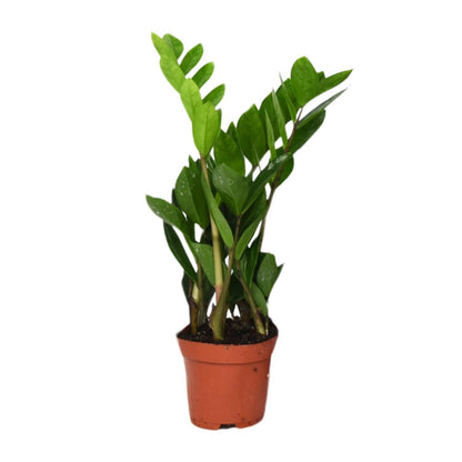 Zamioculcas Zamiifolia - Ø12cm - ↕40cm - Vivaflorique