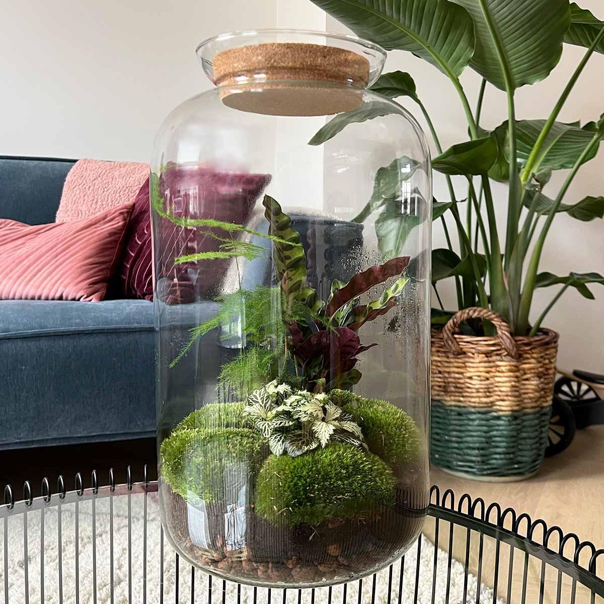 DIY terrarium - Botanical Sven XL - ↕ 43 cm - Vivaflorique