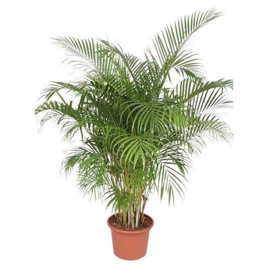 Dypsis Lutescens (Areca Palm) - 200 cm - ø40 - Vivaflorique