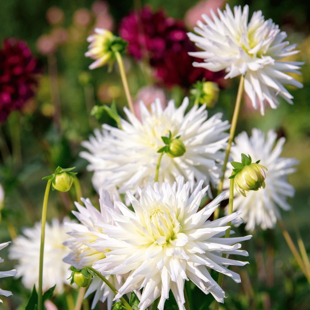 Dahlia mix - Dahlia Playa Blanca | 24 stuks - Vivaflorique