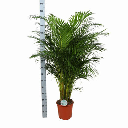 Dypsis Lutescens (Areca Palm) - Ø27cm - ↕160cm - Vivaflorique