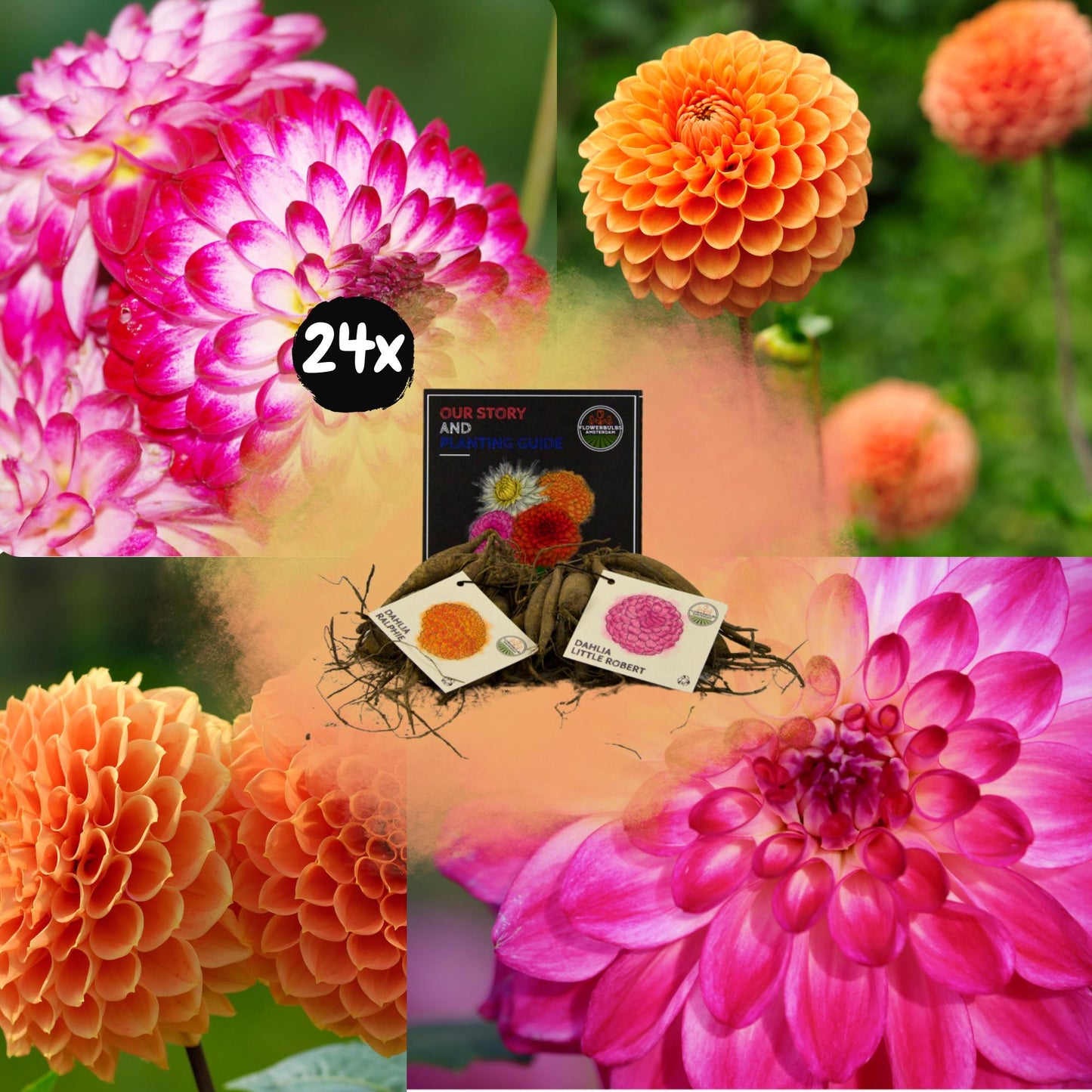 Dahlia mix - Pompon Splash | 24 stuks - Vivaflorique