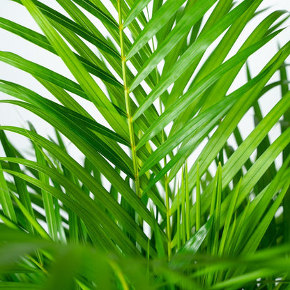 Areca palm - Vivaflorique