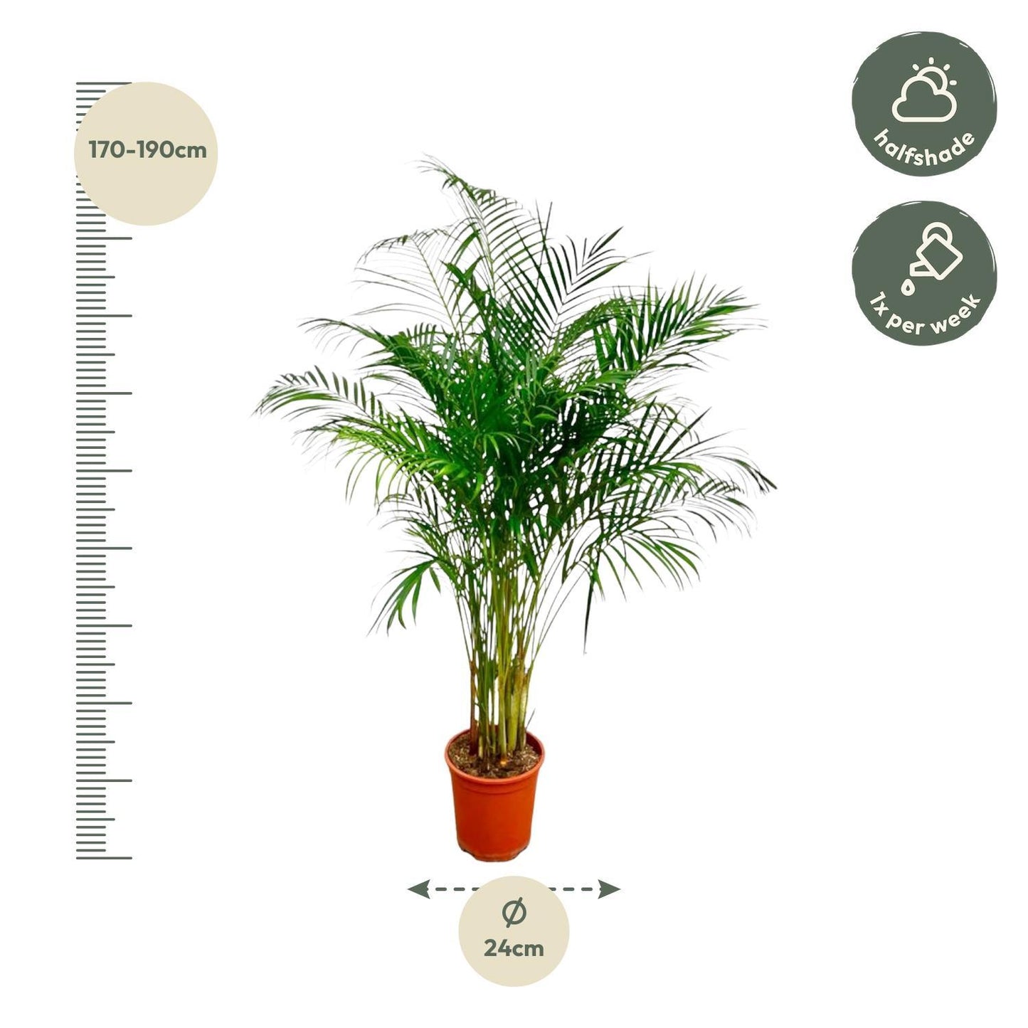 Dypsis Lutescens (Areca Palm) - 180 cm - ø24 - Vivaflorique