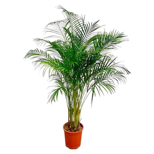 Dypsis Lutescens (Areca Palm) - 180 cm - ø24 - Vivaflorique