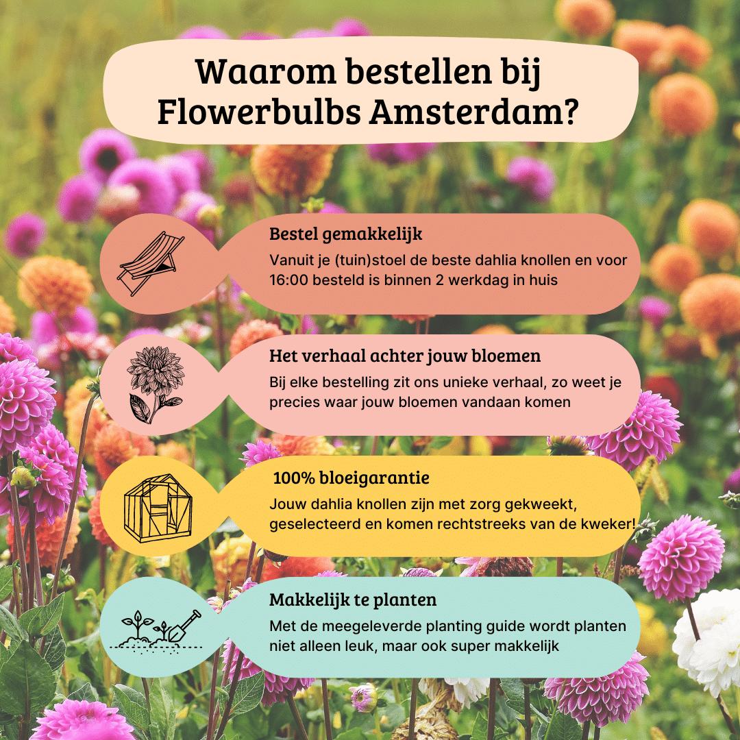 Dahlia mix - Amsterdam Mix | 2 stuks - Vivaflorique