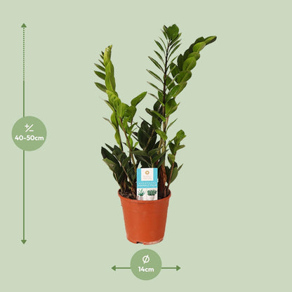 Zamioculcas Zamiifolia - Ø14cm - ↕45cm - Vivaflorique