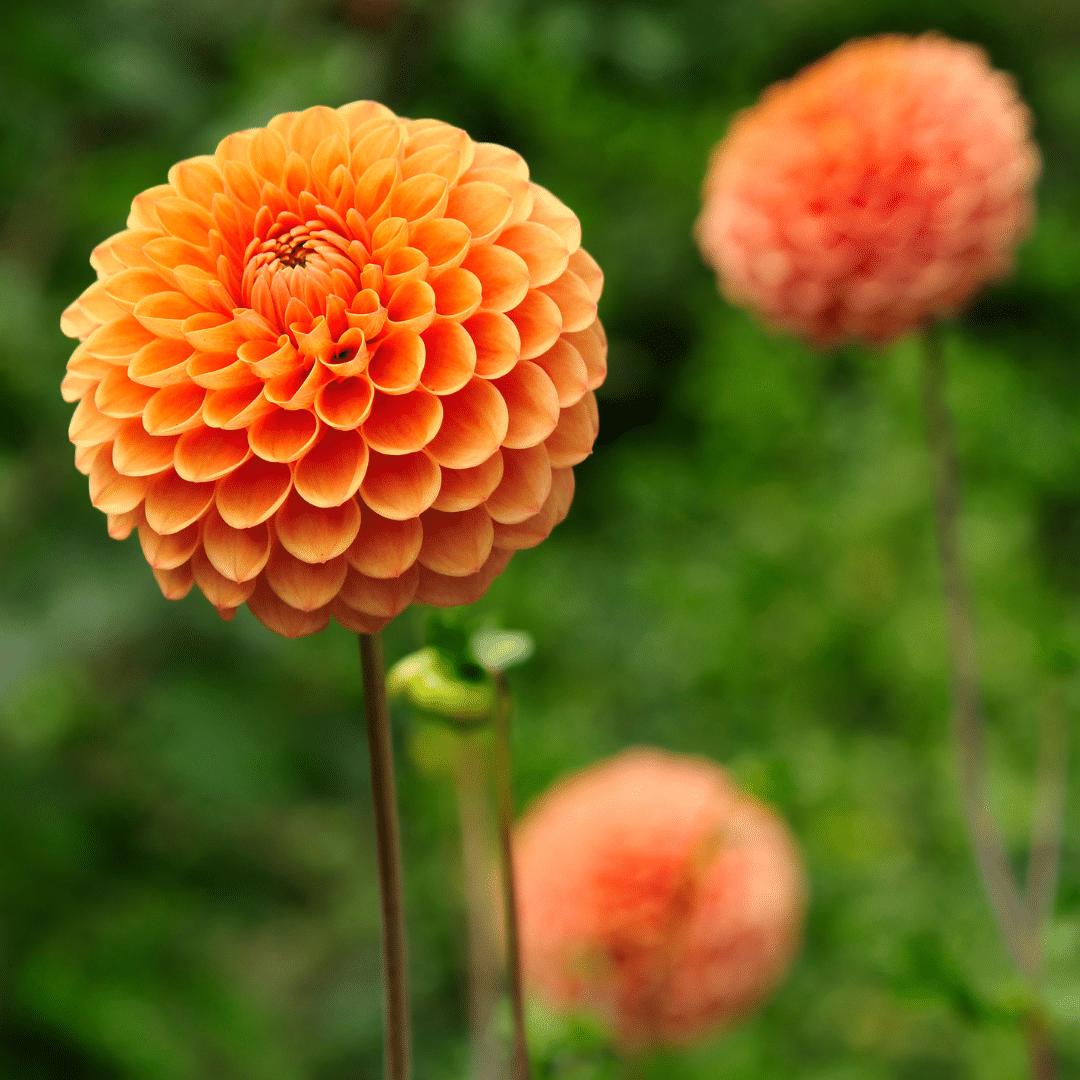 Dahlia mix - Dahlia Ralphie | 12 stuks - Vivaflorique