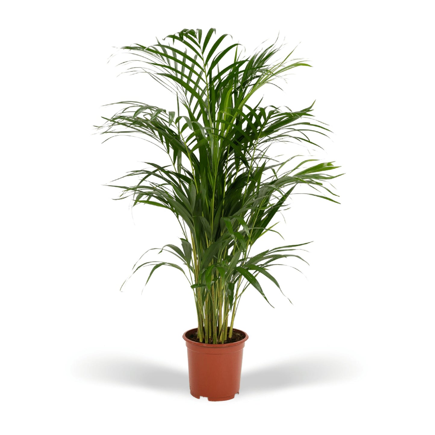 Areca palm - Vivaflorique