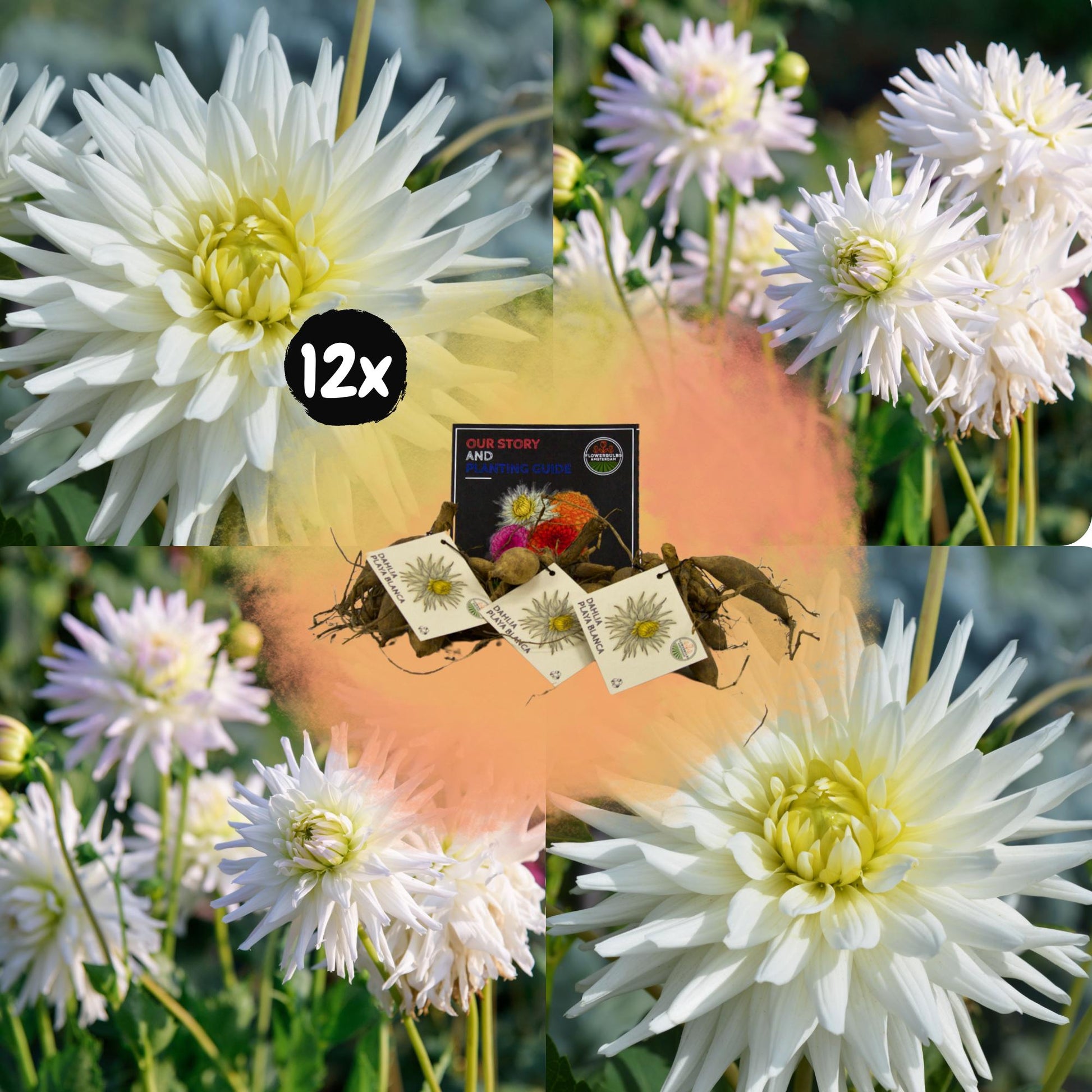 Dahlia mix - Dahlia Playa Blanca | 12 stuks - Vivaflorique