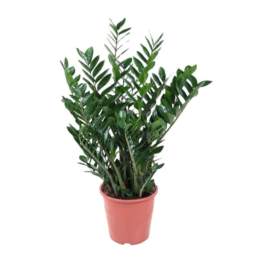 Zamioculcas Zamiifolia - 100 cm - ø27 - Vivaflorique