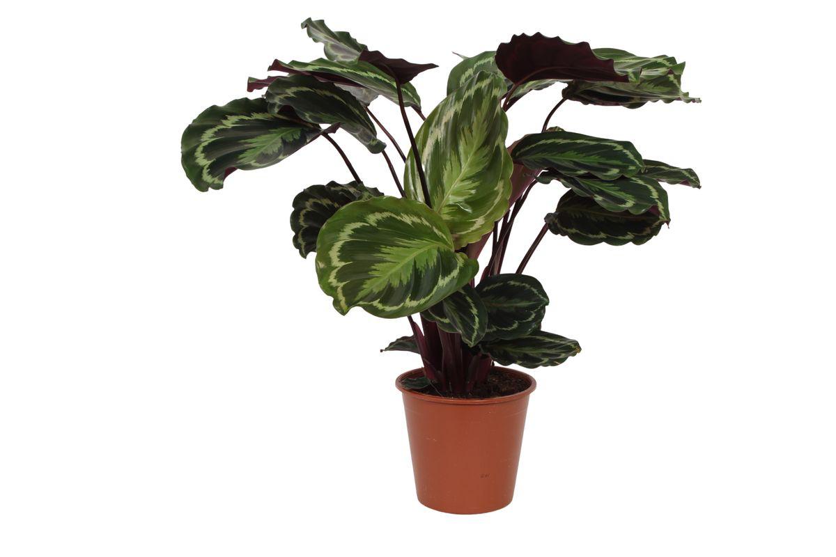 Calathea Medallion - 80 cm - Ø19cm - Vivaflorique