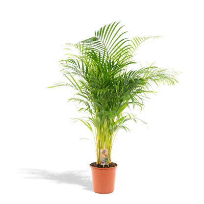 Areca palm - Vivaflorique