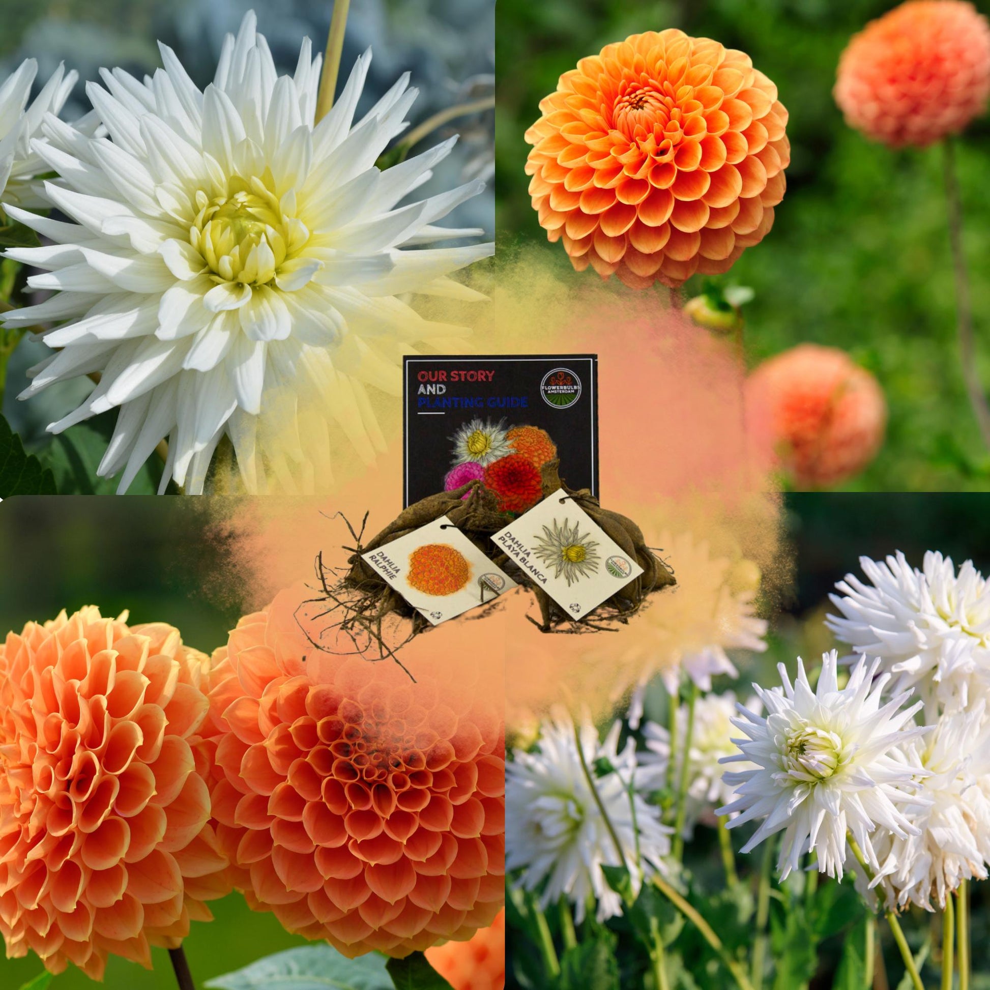 Dahlia mix - Amsterdam Mix | 2 stuks - Vivaflorique