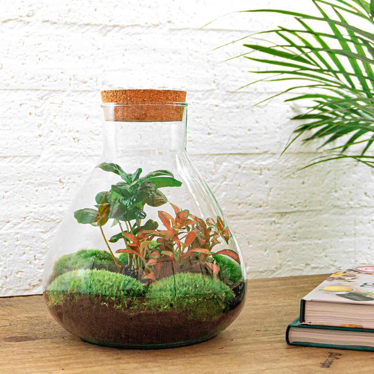 DIY terrarium - Sammie Coffea - ↕ 26 cm - Vivaflorique