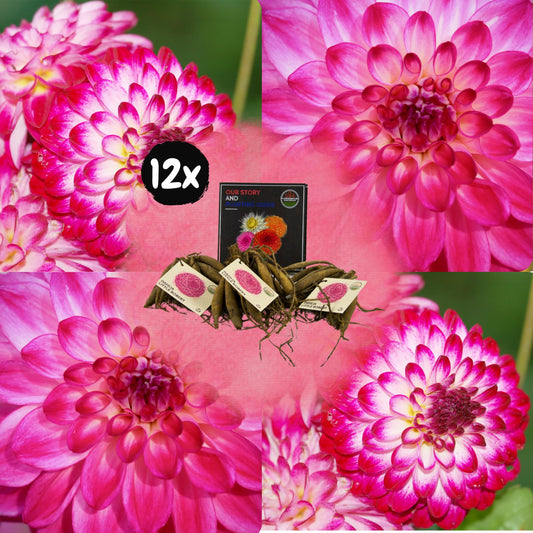 Dahlia mix - Dahlia Little Robert | 12 stuks - Vivaflorique