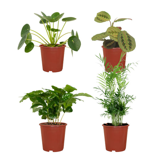 Diervriendelijke plantenbox - 4 stuks - Ø12cm - ↕20-40cm - Vivaflorique