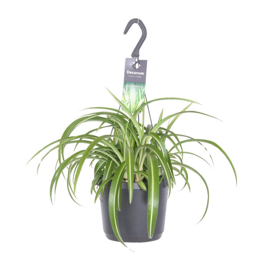 Chlorophytum Comosum Bonnie - Ø17cm - ↕35cm - Vivaflorique