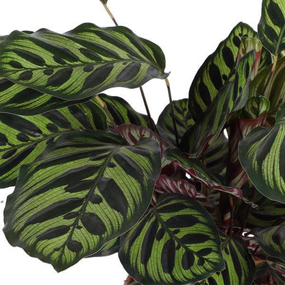 Calathea Makoyana Ø21cm - ↕70cm - Vivaflorique