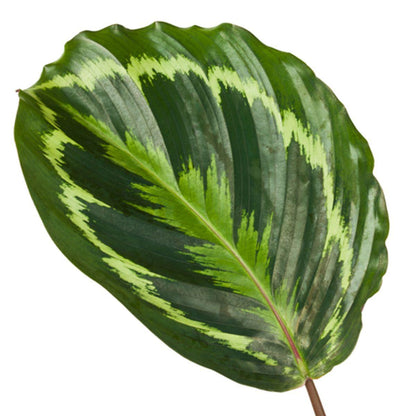 Calathea Medallion - 80 cm - Ø19cm - Vivaflorique