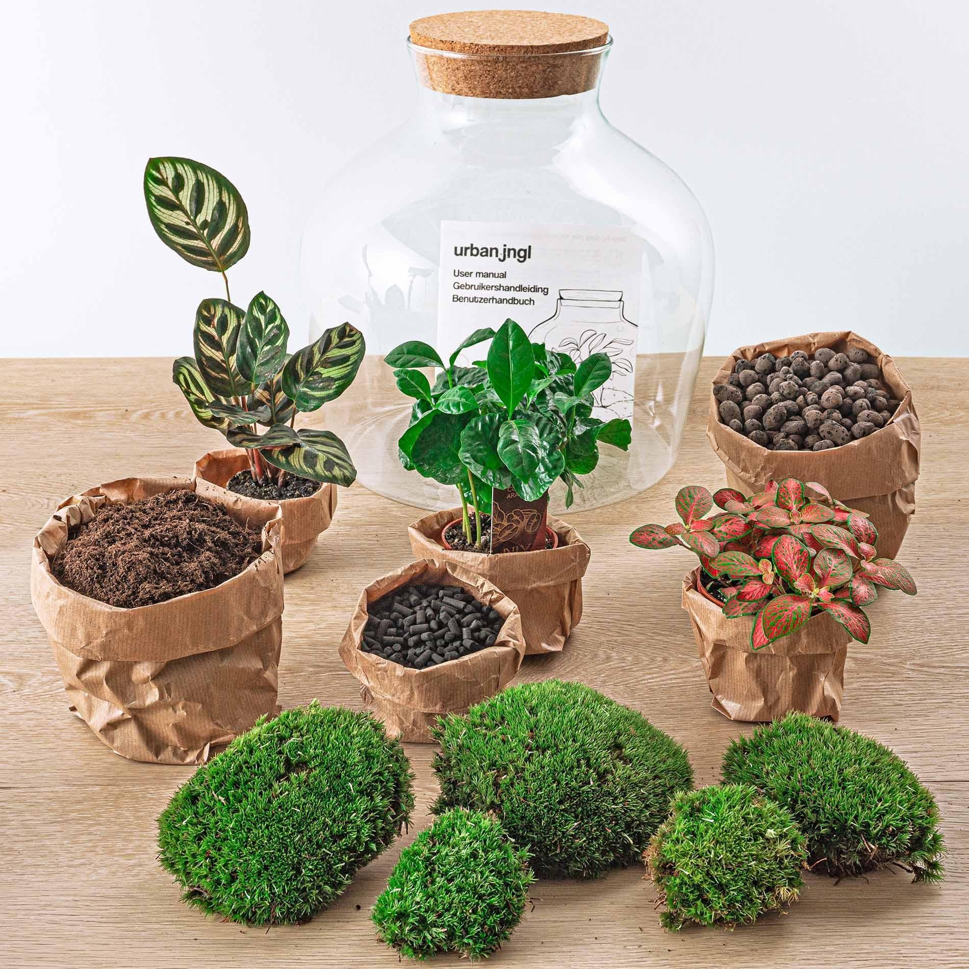 DIY terrarium - Fat Joe Coffea - ↕ 30 cm - Vivaflorique