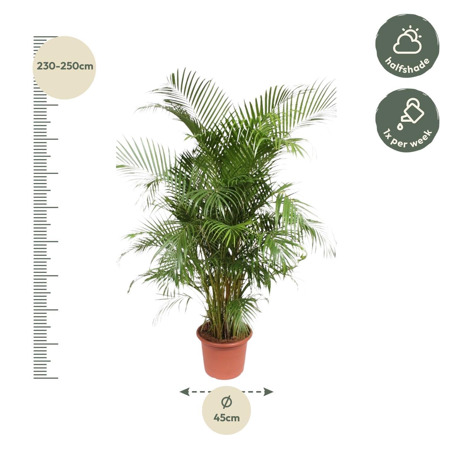 Dypsis Lutescens (Areca Palm) - 240 cm - ø45 - Vivaflorique